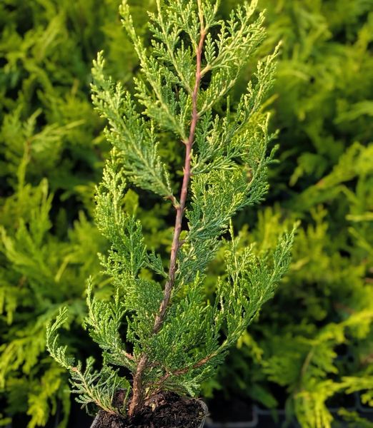 Cupressocyparis leylandii ‘Castlewellan Gold’